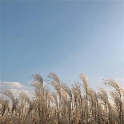 爱上消消消正版下载